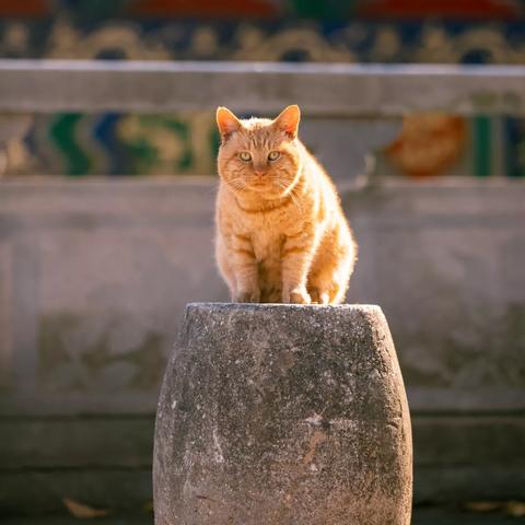 武汉市宝通寺是什么区