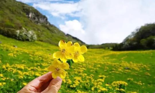 冷门免费！川西这处云上花海开了，成都出发当日可耍来回