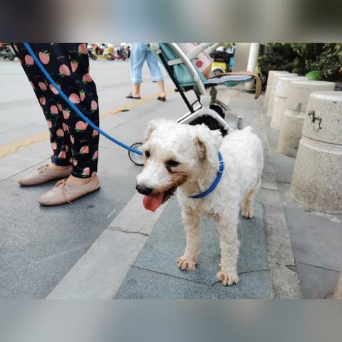合肥市狗狗宠物店在哪里