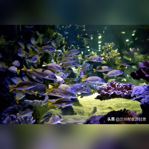 兰州野生动物园的海洋馆开放吗？