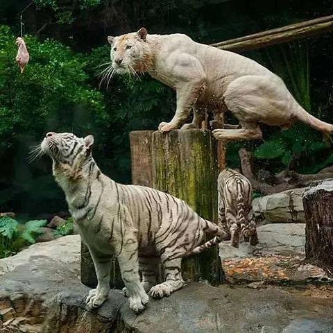 长隆离广州市多少公里