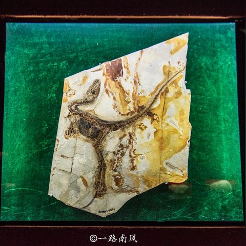 大象甲龙踢足球比赛的长尾关键词有什么