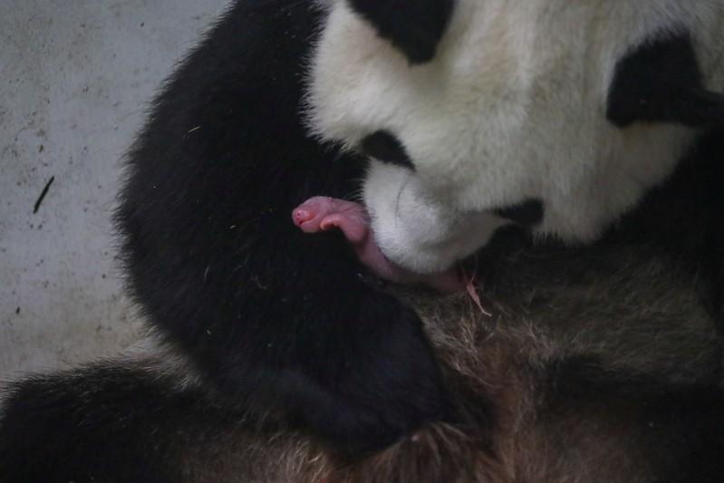 熊猫宝宝小名字怎么起名(哈弗大狗到底是什么路子)