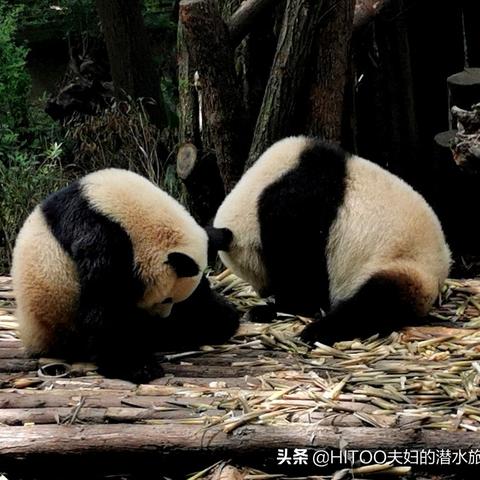 成都市区竹子建筑有哪些