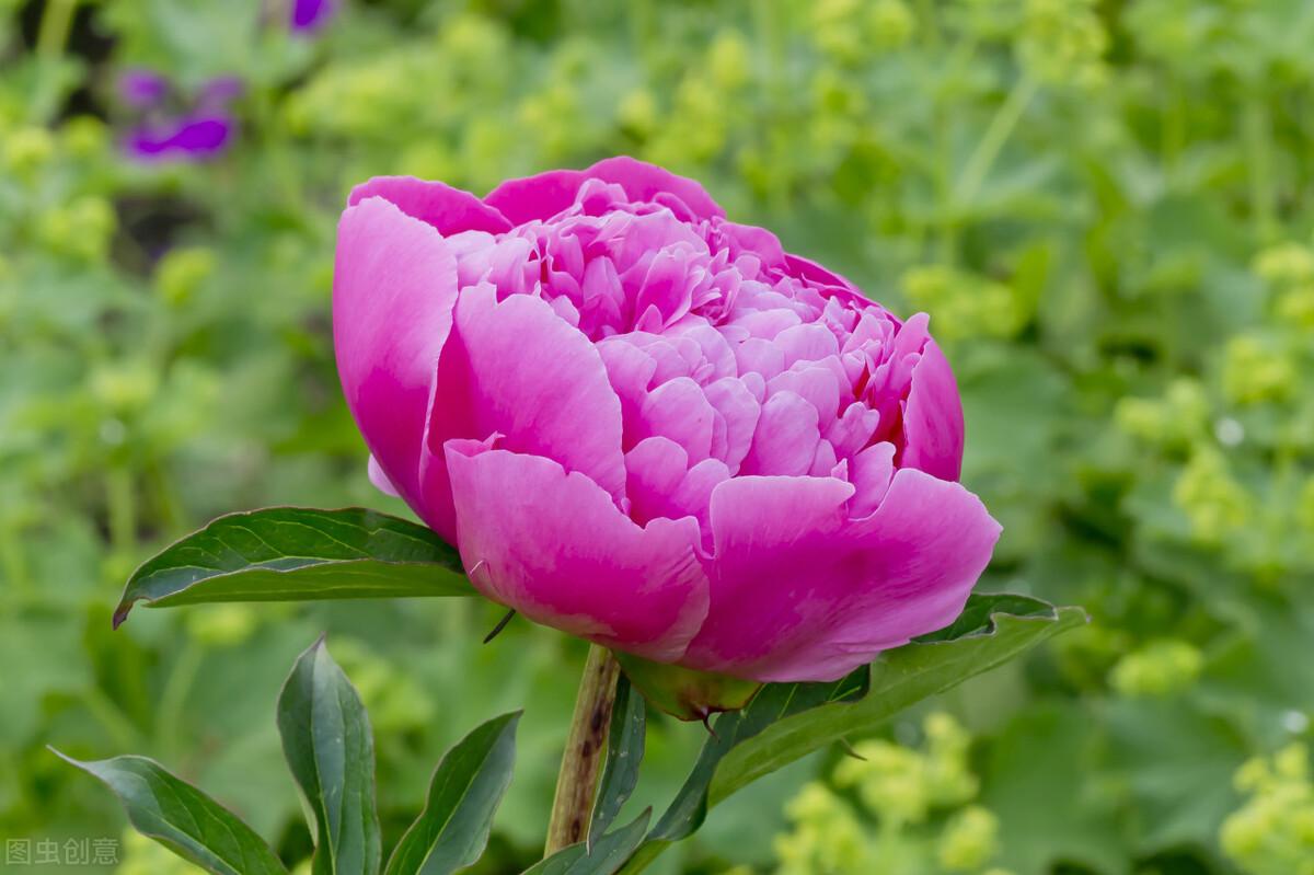 芍药花盆栽怎浇水,芍药什么季节栽种最好?"