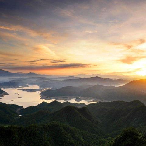 福建山茶长得怎么样