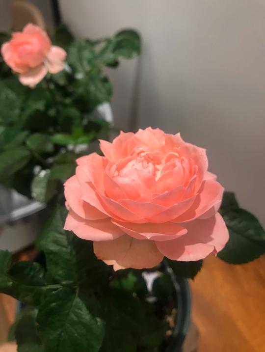 八种冷门微型月季，植株低矮，四季花开，又美又香，适合阳台盆栽