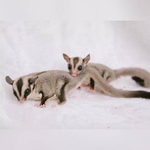 湖北武汉的动物有哪些？