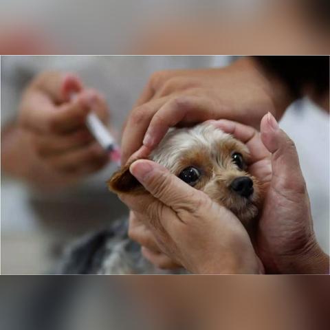 宠物登记证怎么办理？