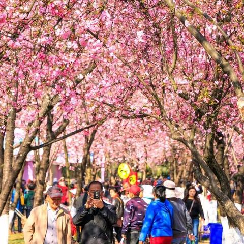 昆明市现在哪里有樱花