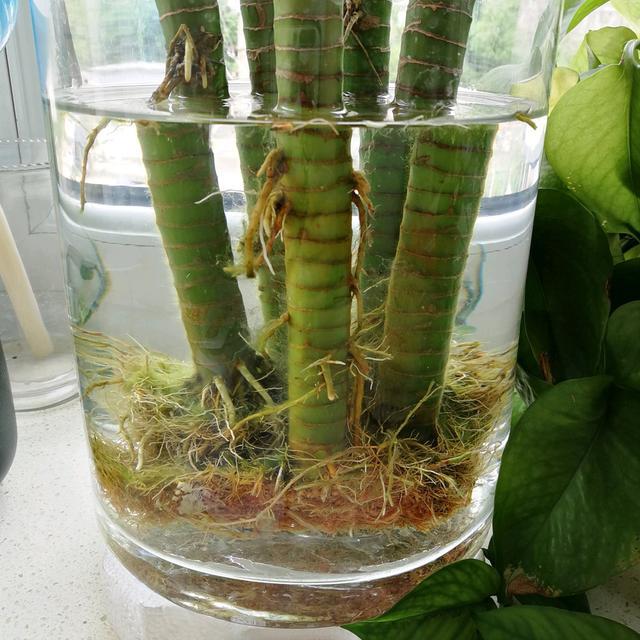 水培植物多久换一次水,水生植物养殖技巧?