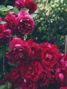 玫瑰花超清壁纸图片 头条搜索