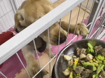 宠物可以做什么美食（宠物小精灵里哪些神奇宝贝的食物比较特殊）