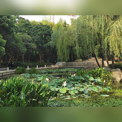 上海有哪些公园旅游的