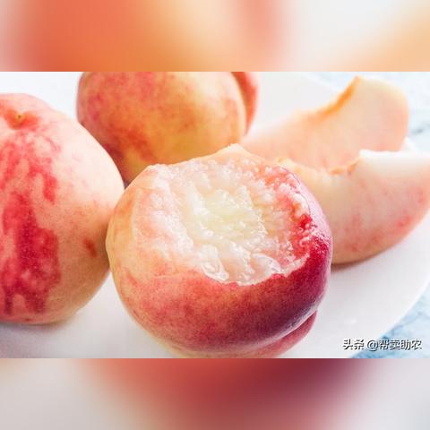 胖桃子广东东莞市的长尾关键词有哪些