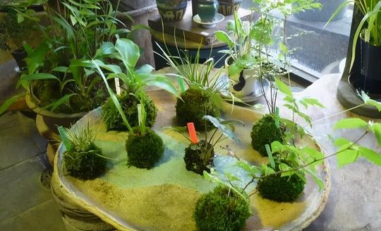 备好素材，轻松制作出美轮美奂的苔玉盆景，值得你拥有，快动手