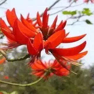 福建泉州市的市花是什么