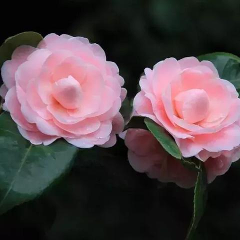 成都市哪里有烤全羊