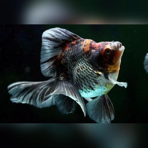 【天津至冲绳】长尾关键词有什么