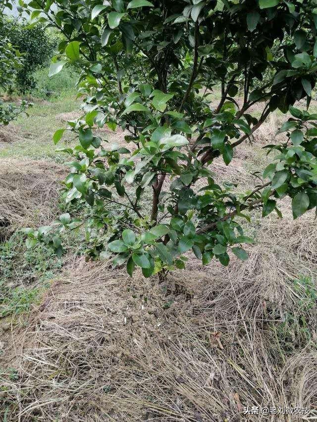 柑橘不動土種植手藝_如何防治才是更好的