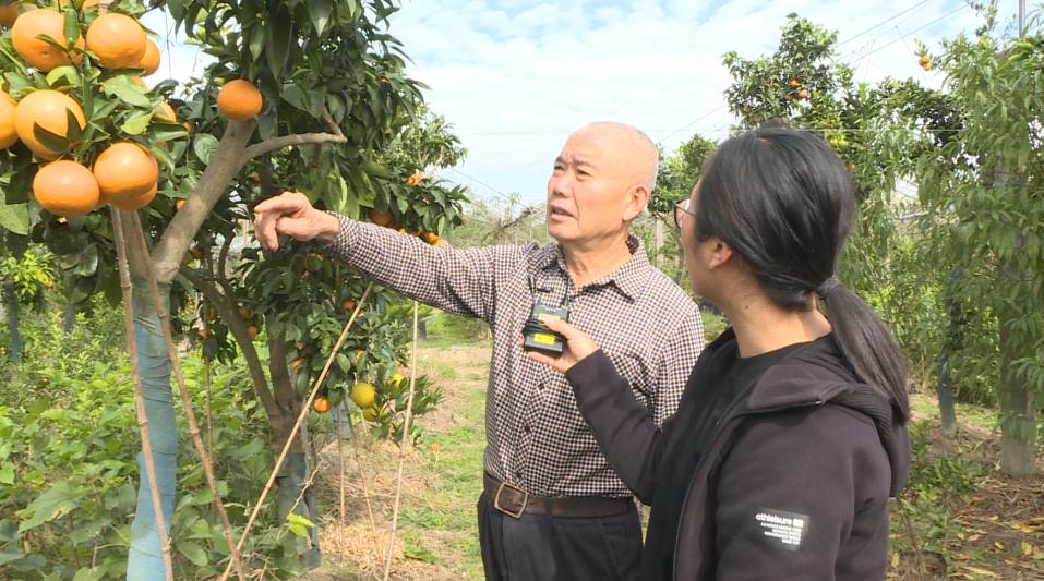 粑粑柑橘種植手藝_四川南充要種植300萬(wàn)畝晚熟柑橘