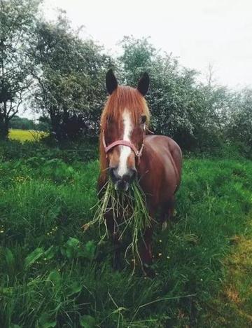 老牛吃嫩草的表情包搞笑gif
