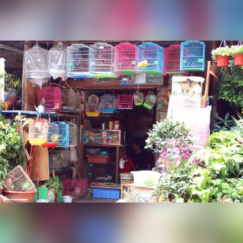 厦门宠物店设计的相关长尾关键词有哪些