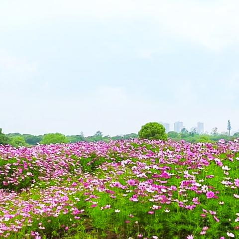 武汉市最高的山峰是哪个