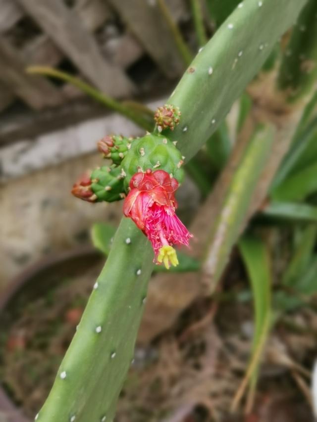 仙人掌开花图片大全大图,仙人掌几点开花?