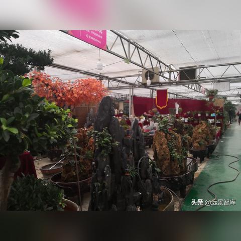 西安北郊巨坤花卉相关长尾关键词有哪些