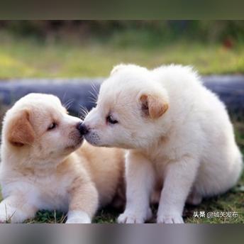 兰州市二手宠物市场在哪里