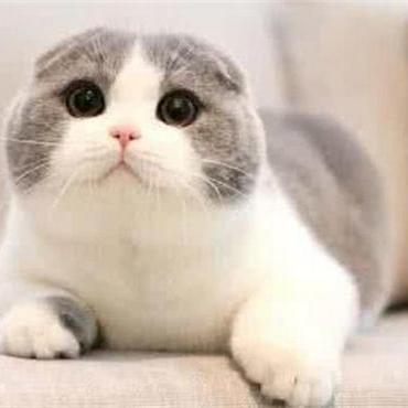 【聪明宝宝,聪明宝宝的耳朵】 【聪明宝宝,聪明宝宝的耳朵】