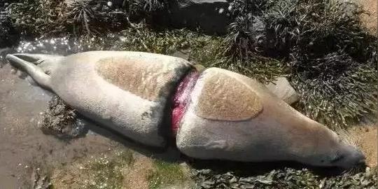 星巴克不要的17万根吸管！被他捡来搭成巨型海浪！这才是艺术品