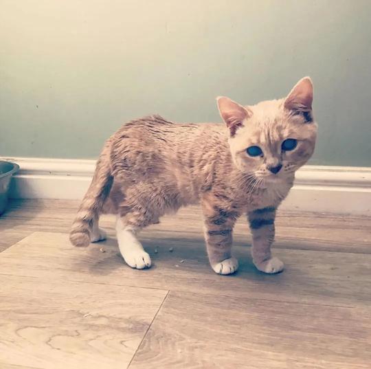 长了一双风暴之眼的侏儒猫咪，命运多舛，幸得善终