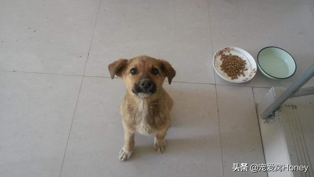 想养狗了该怎么发朋友圈说说