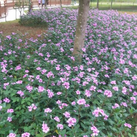 东莞市美丽乡村有哪些村