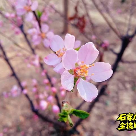 石家庄市国际城在哪里