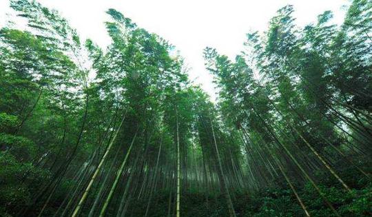 看竹林何必跑到京都？国内值得一去的8大竹海，给你满满的中国风