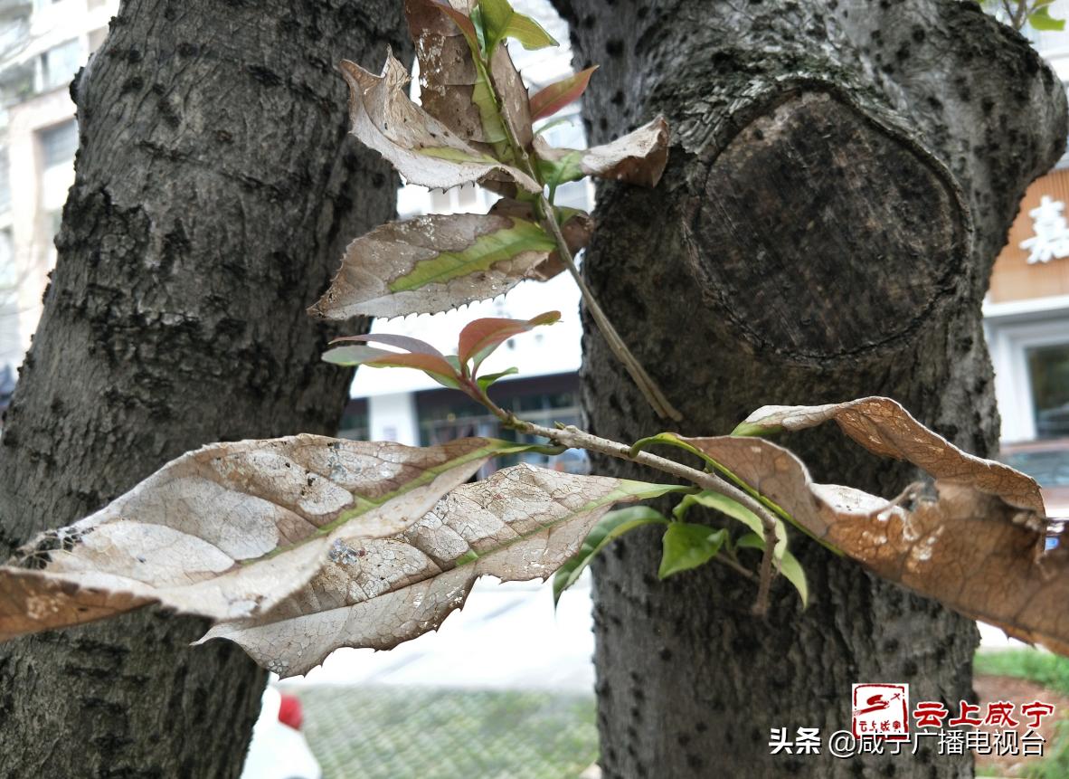 30年的桂花树值多少钱,干桂花的保质期多久?"