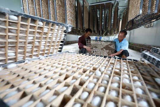 江西东乡：种桑养蚕新技术助力农民增收