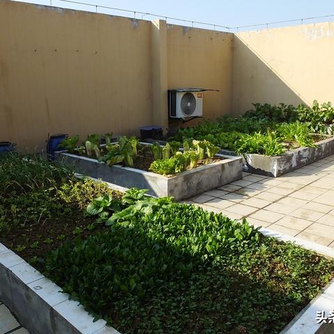 深圳天台种植相关长尾关键词有哪些