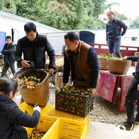 砂糖橘长沙相关长尾关键词有哪些