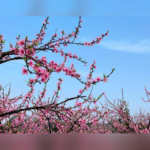 桂林市资源哪里看桃花