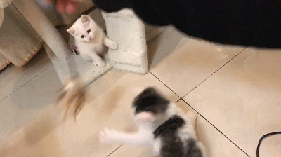 猫咪成年之后那些种种让人猝不及防的变化