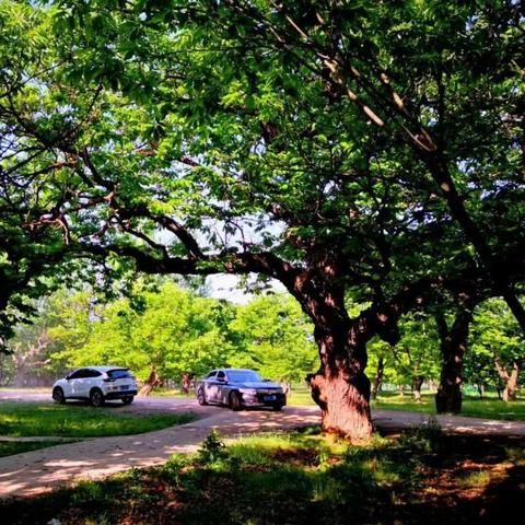 板栗树在河南能种吗？