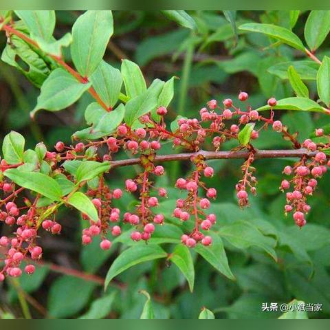 南宁木鸭的相关长尾关键词有哪些