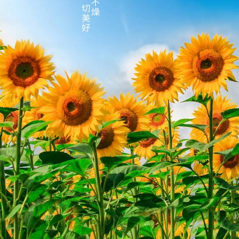 10月13日生肖猪运势(2021年10月13号生肖)