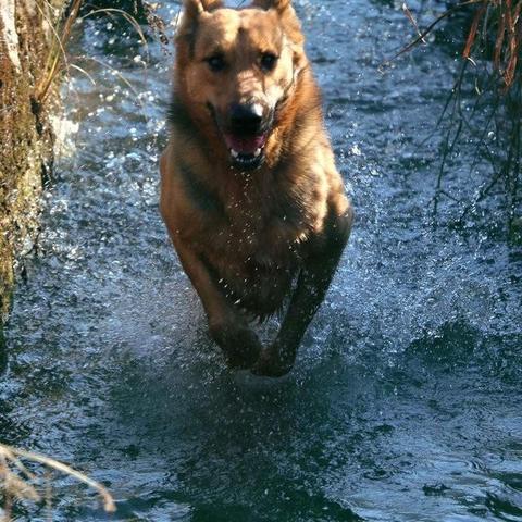 澳洲野犬生存挑战：探索与驯服的终极攻略