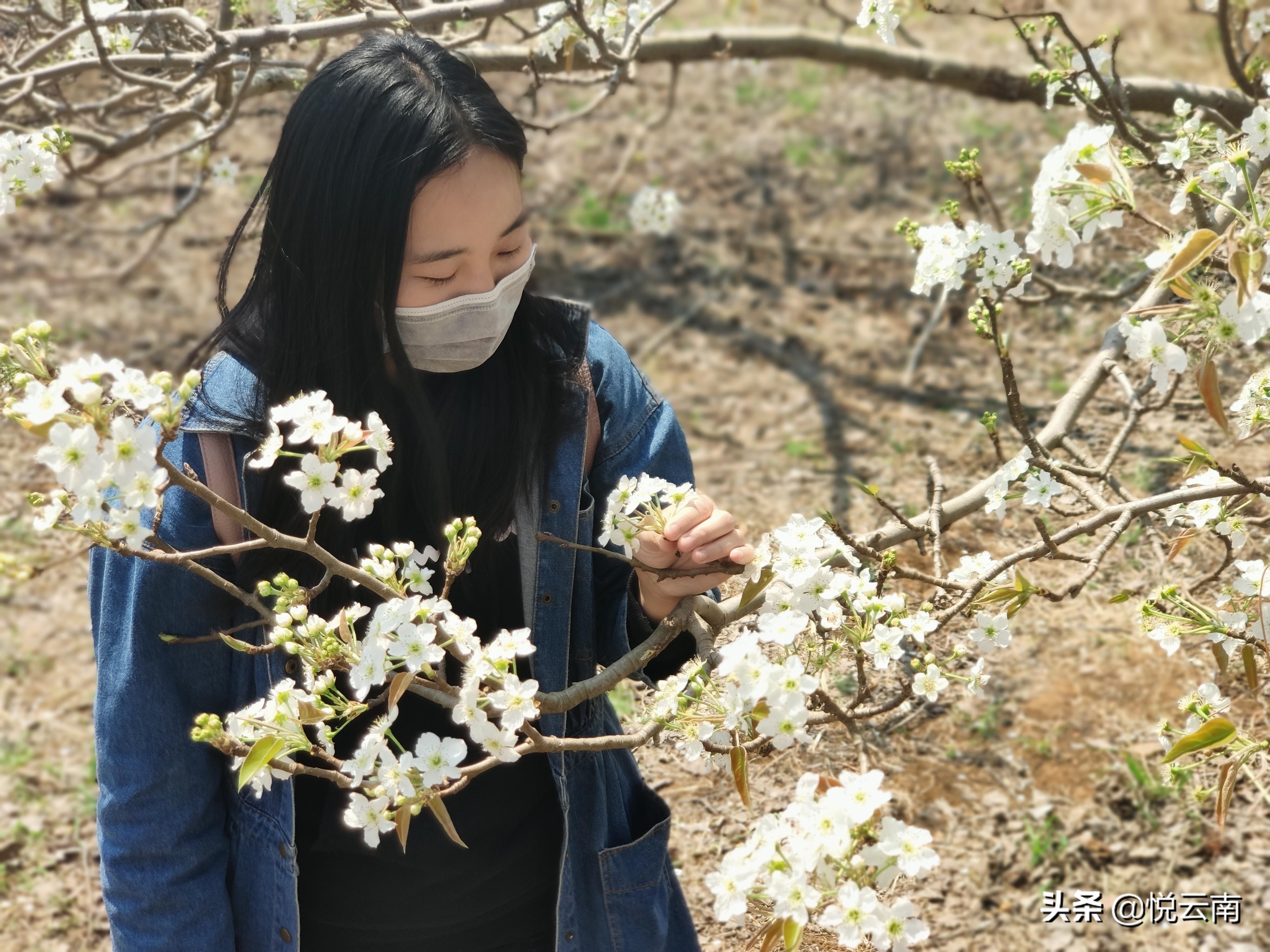 春天开的常见的花的名字,如何区分春季的常见花?"