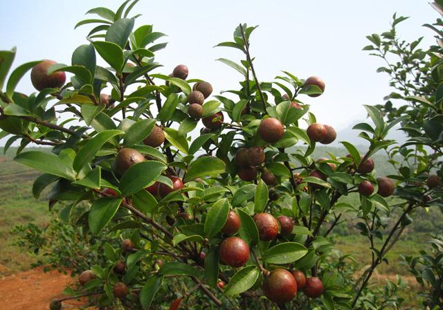 油茶种植,如何进行油茶栽培?